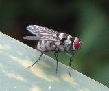 Root-maggot fly